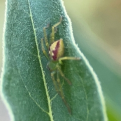 Lehtinelagia sp. (genus) at Dryandra St Woodland - 25 Feb 2024