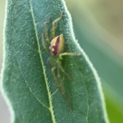 Lehtinelagia sp. (genus) at Dryandra St Woodland - 25 Feb 2024