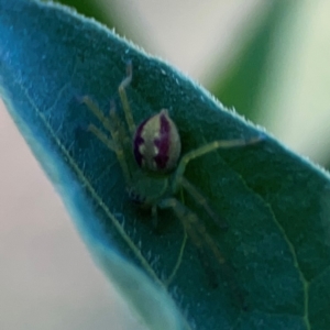 Lehtinelagia sp. (genus) at Dryandra St Woodland - 25 Feb 2024