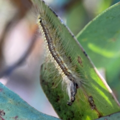 Uraba lugens (Gumleaf Skeletonizer) at Dryandra St Woodland - 25 Feb 2024 by Hejor1