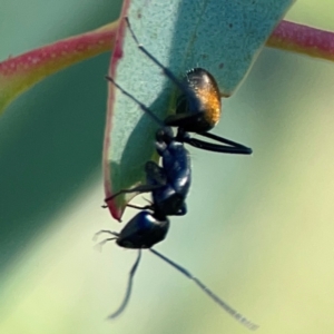 Camponotus aeneopilosus at Dryandra St Woodland - 25 Feb 2024 05:27 PM