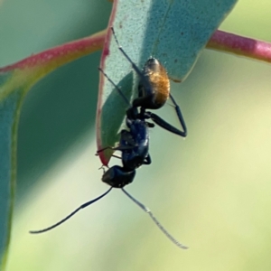 Camponotus aeneopilosus at Dryandra St Woodland - 25 Feb 2024 05:27 PM