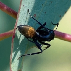 Camponotus aeneopilosus at Dryandra St Woodland - 25 Feb 2024