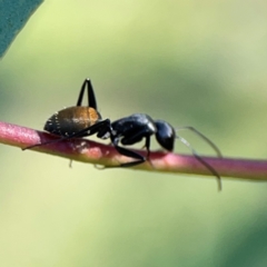 Camponotus aeneopilosus at Dryandra St Woodland - 25 Feb 2024 05:27 PM