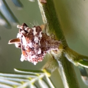 Chrysopidae (family) at Dryandra St Woodland - 25 Feb 2024 05:40 PM