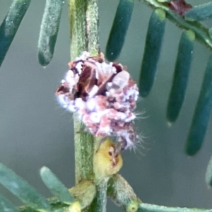 Chrysopidae (family) at Dryandra St Woodland - 25 Feb 2024