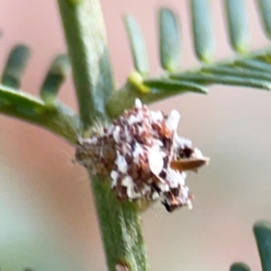 Chrysopidae (family) at Dryandra St Woodland - 25 Feb 2024 05:40 PM