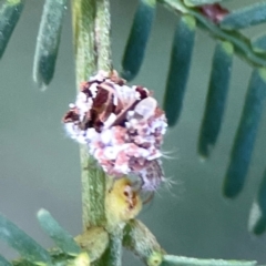 Chrysopidae (family) at Dryandra St Woodland - 25 Feb 2024 05:40 PM