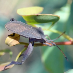 Amorbus alternatus (Eucalyptus Tip Bug) at Dryandra St Woodland - 25 Feb 2024 by Hejor1