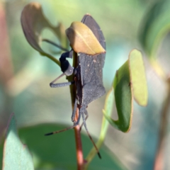 Amorbus alternatus at Dryandra St Woodland - 25 Feb 2024 05:29 PM