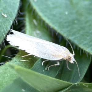 Tortricinae (subfamily) at Dryandra St Woodland - 25 Feb 2024