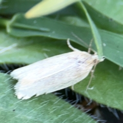 Tortricinae (subfamily) at Dryandra St Woodland - 25 Feb 2024 05:31 PM