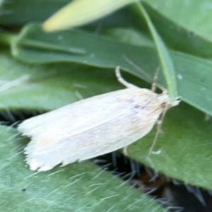 Tortricinae (subfamily) at Dryandra St Woodland - 25 Feb 2024