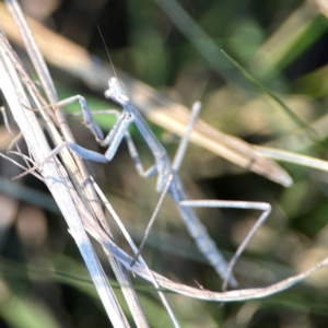 Archimantis sp. (genus) at Dryandra St Woodland - 25 Feb 2024