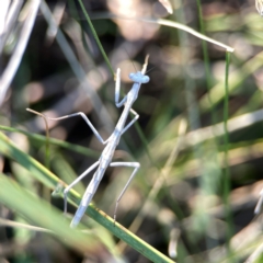 Archimantis sp. (genus) at Dryandra St Woodland - 25 Feb 2024 05:32 PM