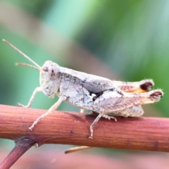 Phaulacridium vittatum (Wingless Grasshopper) at Dryandra St Woodland - 25 Feb 2024 by Hejor1