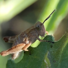 Phaulacridium vittatum at Dryandra St Woodland - 25 Feb 2024 05:33 PM