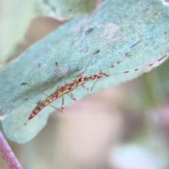 Rayieria sp. (genus) (Mirid plant bug) at Dryandra St Woodland - 25 Feb 2024 by Hejor1