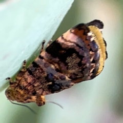 Peritropha oligodrachma (A twig moth) at Dryandra St Woodland - 25 Feb 2024 by Hejor1