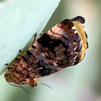 Peritropha oligodrachma (A twig moth) at Dryandra St Woodland - 25 Feb 2024 by Hejor1
