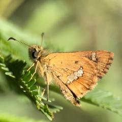 Dispar compacta (Barred Skipper) at Dryandra St Woodland - 25 Feb 2024 by Hejor1