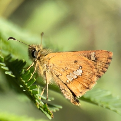 Dispar compacta (Barred Skipper) at Dryandra St Woodland - 25 Feb 2024 by Hejor1