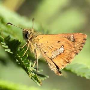 Dispar compacta at Dryandra St Woodland - 25 Feb 2024 05:42 PM