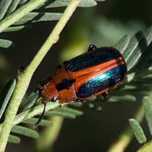 Calomela curtisi at Dryandra St Woodland - 25 Feb 2024