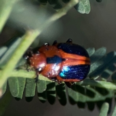 Calomela curtisi at Dryandra St Woodland - 25 Feb 2024