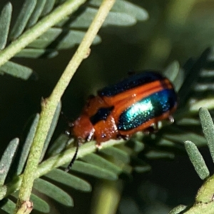 Calomela curtisi at Dryandra St Woodland - 25 Feb 2024