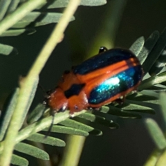 Calomela curtisi at Dryandra St Woodland - 25 Feb 2024