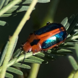 Calomela curtisi at Dryandra St Woodland - 25 Feb 2024