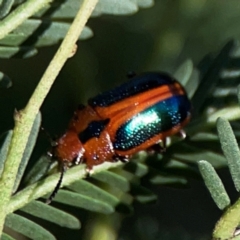 Calomela curtisi at Dryandra St Woodland - 25 Feb 2024