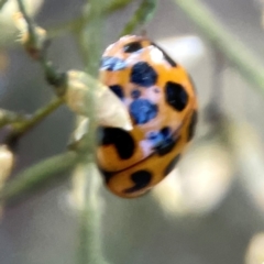 Harmonia conformis at Dryandra St Woodland - 25 Feb 2024 05:56 PM