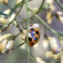 Harmonia conformis at Dryandra St Woodland - 25 Feb 2024 05:56 PM