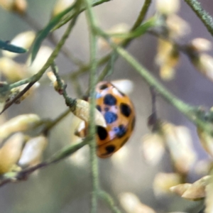 Harmonia conformis at Dryandra St Woodland - 25 Feb 2024