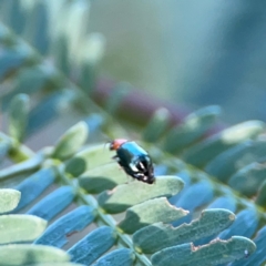 Lamprolina (genus) (Pittosporum leaf beetle) at Dryandra St Woodland - 25 Feb 2024 by Hejor1