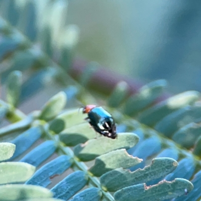 Lamprolina (genus) (Pittosporum leaf beetle) at Dryandra St Woodland - 25 Feb 2024 by Hejor1