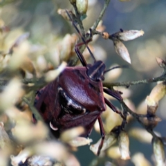 Cermatulus nasalis (Predatory shield bug, Glossy shield bug) at Dryandra St Woodland - 25 Feb 2024 by Hejor1