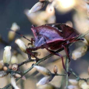 Cermatulus nasalis at Dryandra St Woodland - 25 Feb 2024 05:56 PM