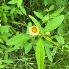 Sida rhombifolia (Paddy's Lucerne, Arrow-leaf Sida) at Murramarang National Park - 20 Feb 2024 by Pirom