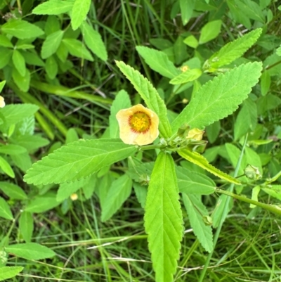 Sida rhombifolia (Paddy's Lucerne, Arrow-leaf Sida) at Murramarang National Park - 20 Feb 2024 by Pirom