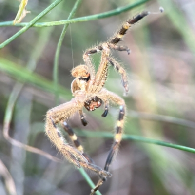 Neosparassus calligaster (Beautiful Badge Huntsman) at Dryandra St Woodland - 25 Feb 2024 by Hejor1