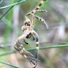 Neosparassus calligaster at Dryandra St Woodland - 25 Feb 2024