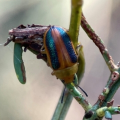 Calomela parilis (Leaf beetle) at Dryandra St Woodland - 25 Feb 2024 by Hejor1