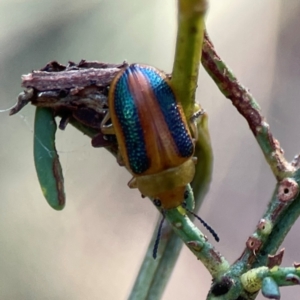 Calomela parilis at Dryandra St Woodland - 25 Feb 2024 05:59 PM