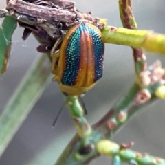 Calomela parilis at Dryandra St Woodland - 25 Feb 2024