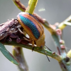 Calomela parilis at Dryandra St Woodland - 25 Feb 2024