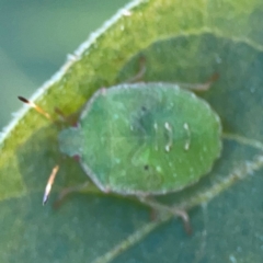 Cuspicona simplex (Green potato bug) at Dryandra St Woodland - 25 Feb 2024 by Hejor1