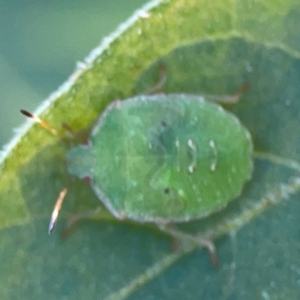 Cuspicona simplex at Dryandra St Woodland - 25 Feb 2024